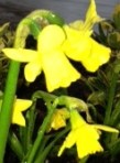 Daffodils,18March13